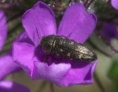 Acmaeodera tubulus