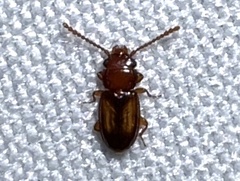 Laemophloeus terminalis