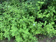 Lantana velutina