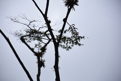 Tillandsia fendleri