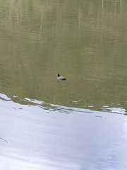 Fulica atra australis