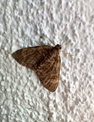 Hammaptera parinotata