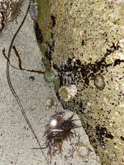 Actiniidae