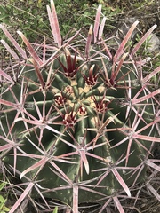 Ferocactus recurvus recurvus