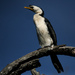 Little Pied Cormorant - Photo (c) Marj Kibby, some rights reserved (CC BY-NC)