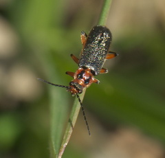 Atalantycha bilineata