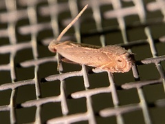 Battaristis nigratomella