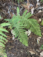Polystichum dudleyi