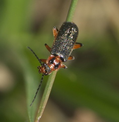 Atalantycha bilineata