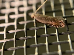 Battaristis nigratomella