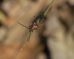 Atalantycha bilineata