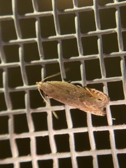 Battaristis nigratomella