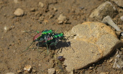 Cicindela splendida
