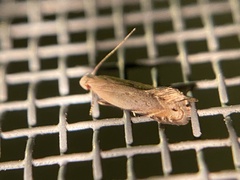 Battaristis nigratomella