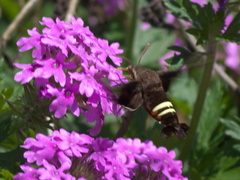 Amphion floridensis