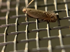 Battaristis nigratomella