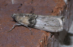 Tlascala reductella