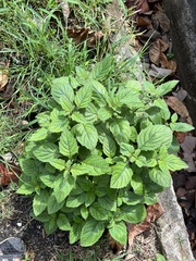 Verbenaceae