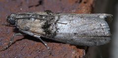 Tlascala reductella