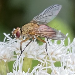 Leskia depilis