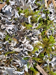 Peltigera canina