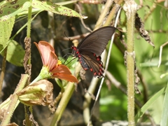 Parides montezuma