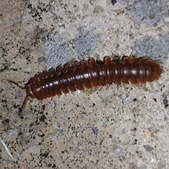 Dicellarius bimaculatus