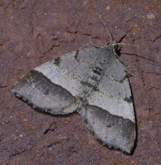 Mellilla xanthometata