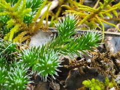 Selaginella rupestris