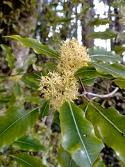 Pittosporum eugenioides