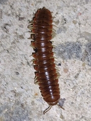 Dicellarius bimaculatus