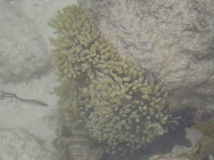 Heteractis magnifica