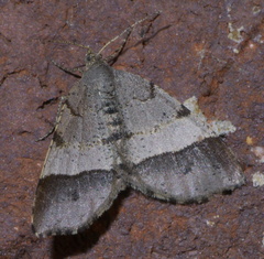 Mellilla xanthometata