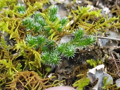Selaginella rupestris