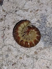 Dicellarius bimaculatus