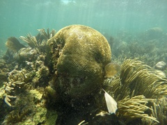 Pseudodiploria strigosa