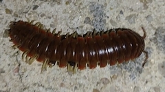 Dicellarius bimaculatus