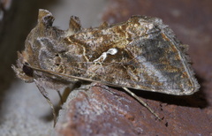 Autographa