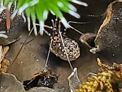 Rilaena triangularis