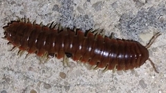 Dicellarius bimaculatus