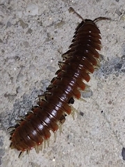 Dicellarius bimaculatus