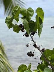 Thespesia populnea