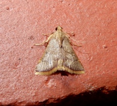 Hypsopygia