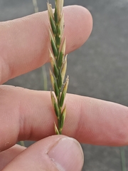 Elymus repens