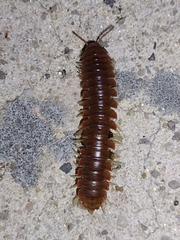 Dicellarius bimaculatus