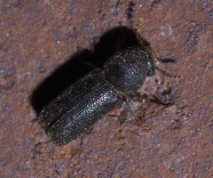 Prostephanus punctatus