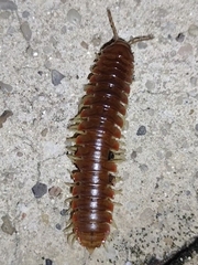 Dicellarius bimaculatus