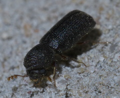 Prostephanus punctatus