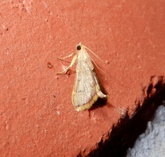 Hypsopygia