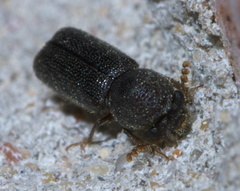 Prostephanus punctatus